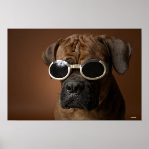 Dog wearing sunglasses poster Zazzle