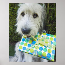 Dog with gift in mouth posters