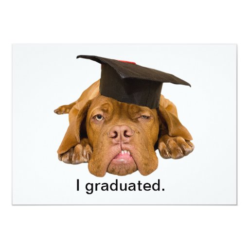 dog with graduation hat personalized announcements (front side)