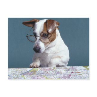 Dog with reading glasses studying map post cards