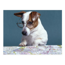 Dog with reading glasses studying map post cards