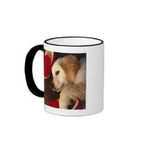 Dog with shoes lying on wooden floor, elevated mugs