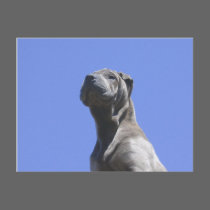 Dog Years... postcards by beverlytazangel Dog Years... postcards