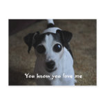 dog, You know you love me dog, You know you love me