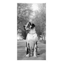 Doggen Geschenke Custom Photo Card