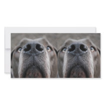 Doggennase Picture Card
