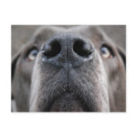 Doggennase Post Card