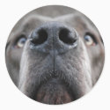 Doggennase sticker