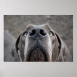 Doggenposter “nose " posters