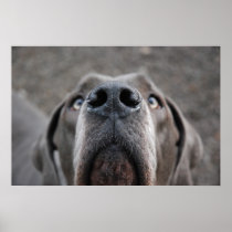Doggenposter “nose "