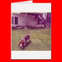 Doggie_Day_Afternoon cards