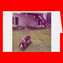 Doggie_Day_Afternoon cards