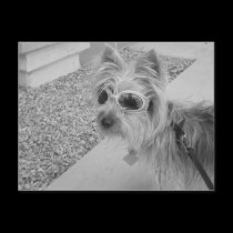 Doggles postcards