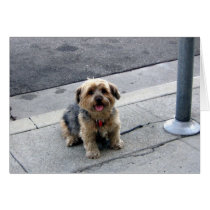doggy in the street cards