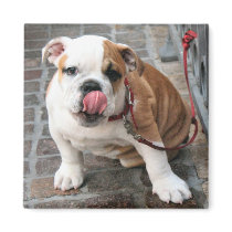 Doggy Kisses magnets