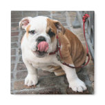 Doggy Kisses magnets