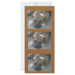 Doggy Pose Customized Rack Card