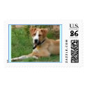 doggy postage by puppygirl102 doggy postage