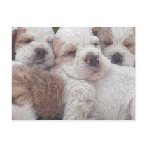 Doggy postcards