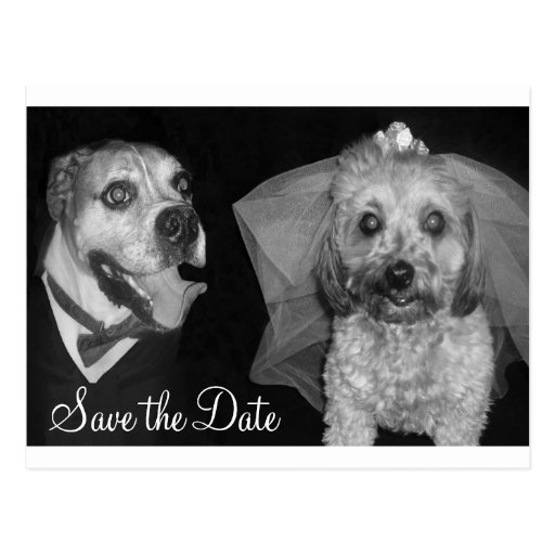 Doggy Save the Date Postcards