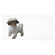 Doggy Tobby Picture Card