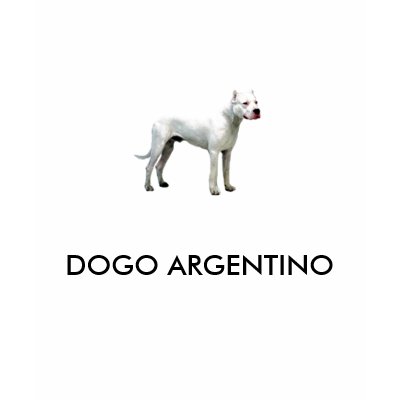 Dogo+argentino+for+sale