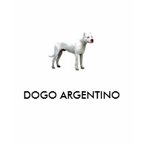 dogo 2, DOGO ARGENTINO t-shirts