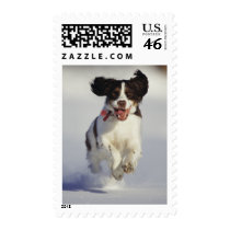 Dogs - 1 postage by MuseMagic Dogs - 1 postage