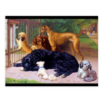 Dogs at the Gate Post Cards