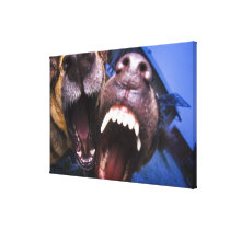 Dogs barking canvas print