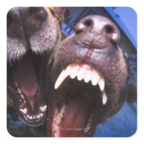 Dogs barking stickers