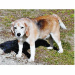 Dogs Beagles Photo Cut Out