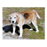 Dogs Beagles Post Cards