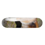 Dogs Beagles Skate Board