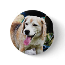 Dogs Beagles Tongues Fur Panting Pins