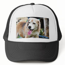 Dogs Beagles Tongues Fur Panting Hat