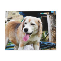 Dogs Beagles Tongues Fur Panting Postcard