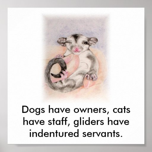Dogs have owners, cats have staff, glider... poster Zazzle