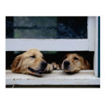 Dogs Looking Out a Window Post Card