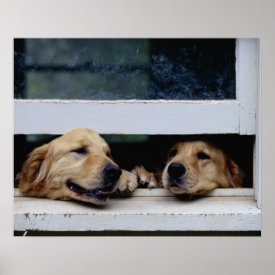 Dogs Looking Out a Window Posters