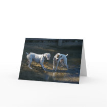 Dogs Meet Their First Wave Card
