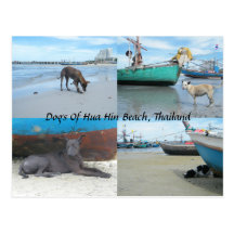 Dogs Of Hua Hin Beach, Thailand Postcards