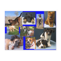 Dogs of the OKC Animal Shelter postcards by okcshelter Dogs of the OKC Animal Shelter postcards