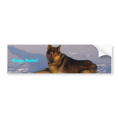 Dogs Rule!! Bumper Stickers by rayblue16