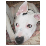 dogsmay2006 personalized letterhead