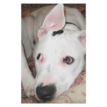 dogsmay2006 customized stationery