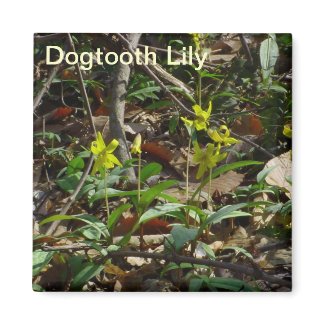 Dogtooth Lily Magnet magnet