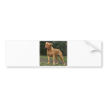 Dogue de Bordeaux 9Y201D-193 bumper stickers by TraffordPhotos Dogue de Bordeaux 9Y201D-193 bumper stickers