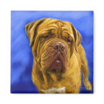 Dogue de Bordeaux Magnets