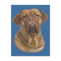 Dogue De Bordeaux Portait Post Card
